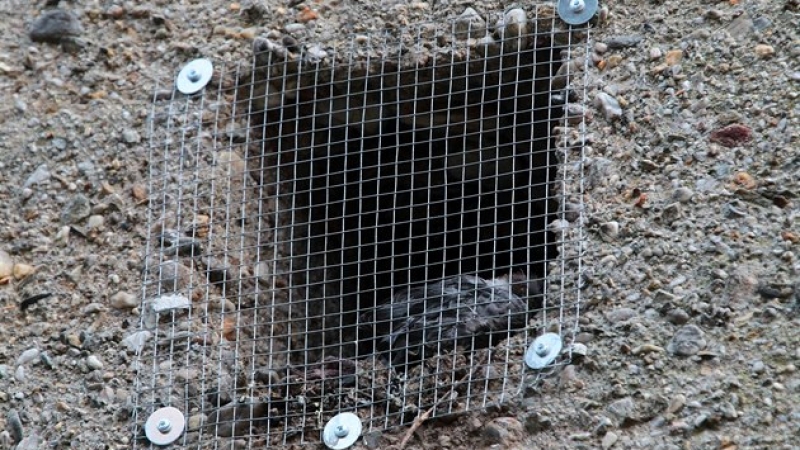 PTÁCI